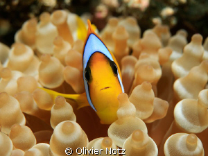 Red Sea clownfish. He was a bit upset I think :-) by Olivier Notz 